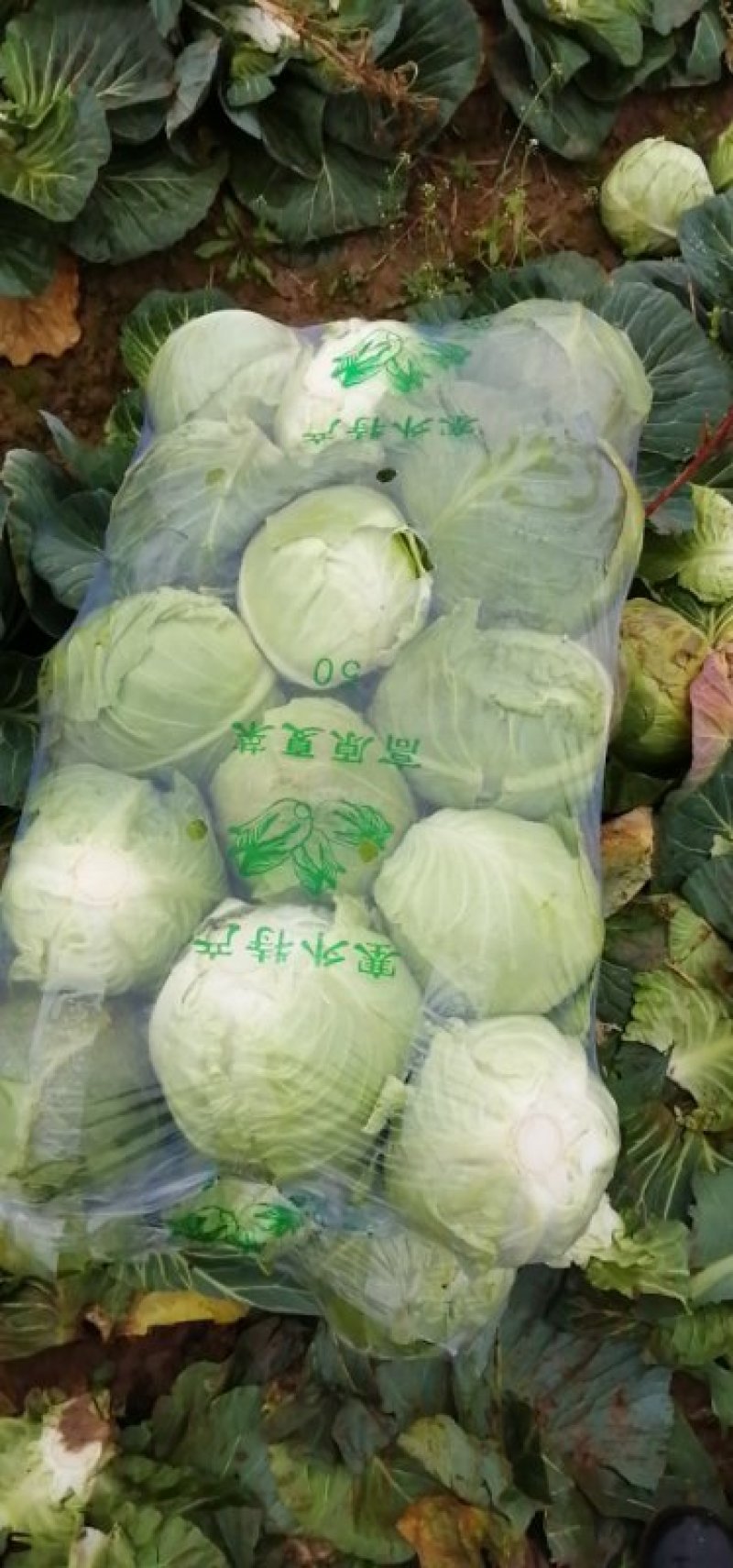 甘蓝绿圆，施特单圆球甘蓝质量好！价格优！产地供货包找车