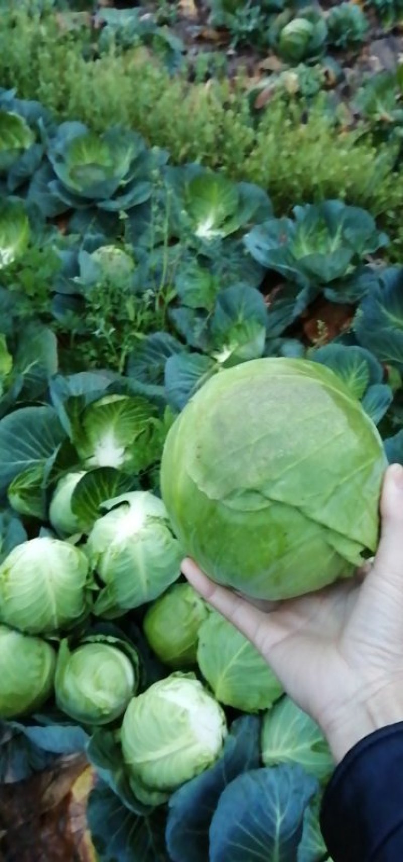 甘蓝绿圆，施特单圆球甘蓝质量好！价格优！产地供货包找车