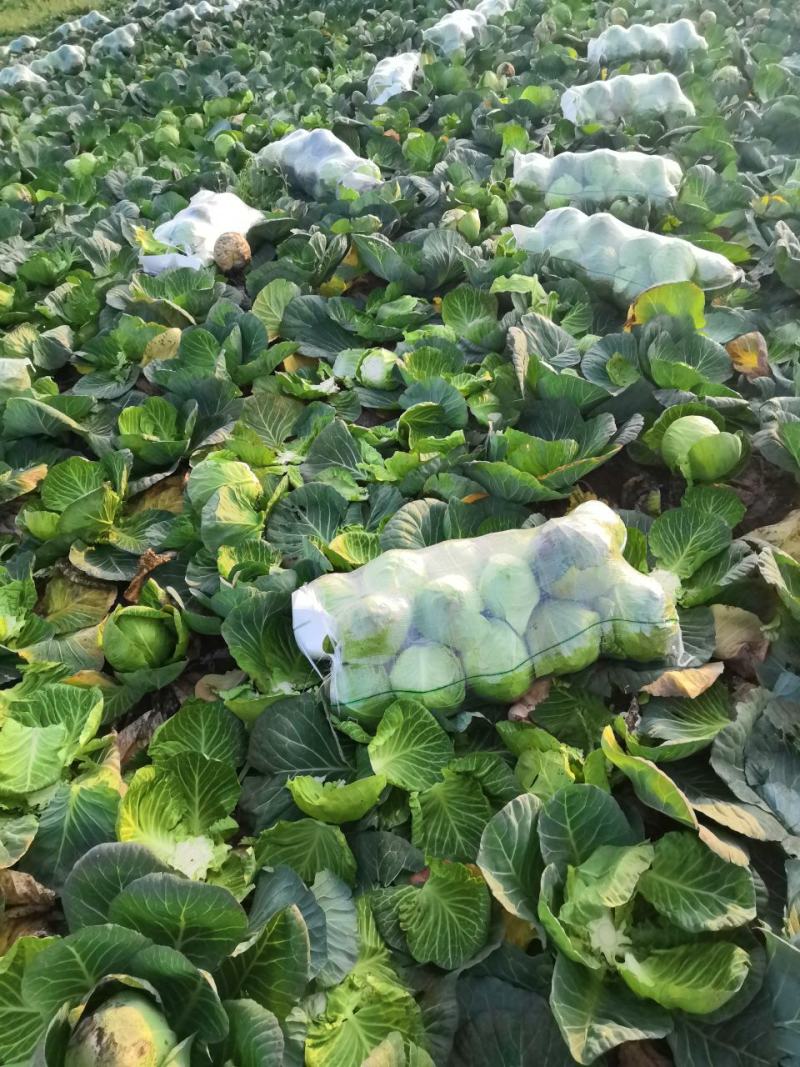 甘蓝绿圆，施特单圆球甘蓝质量好！价格优！产地供货包找车