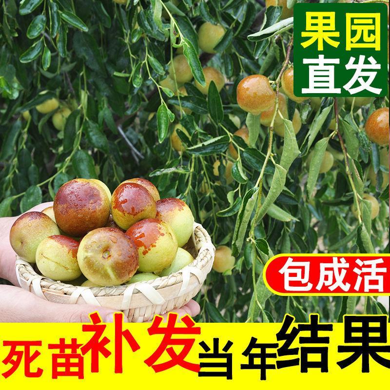 枣树苗活苗沾化冬枣特大盆栽地栽嫁接苗南方北方种植当年结果