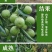 枣树苗活苗沾化冬枣特大盆栽地栽嫁接苗南方北方种植当年结果
