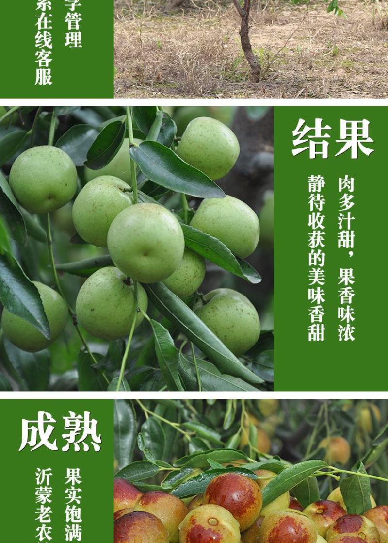 枣树苗活苗沾化冬枣特大盆栽地栽嫁接苗南方北方种植当年结果