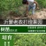 枣树苗活苗沾化冬枣特大盆栽地栽嫁接苗南方北方种植当年结果