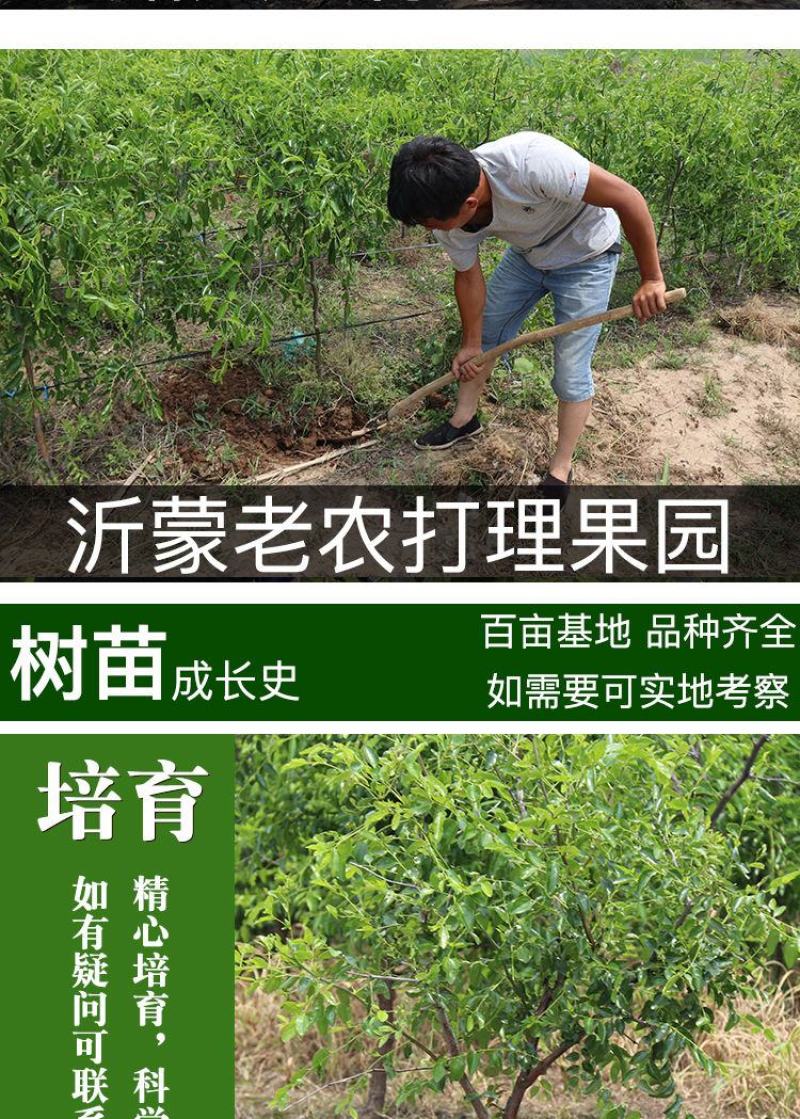 枣树苗活苗沾化冬枣特大盆栽地栽嫁接苗南方北方种植当年结果