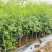 枣树苗活苗沾化冬枣特大盆栽地栽嫁接苗南方北方种植当年结果