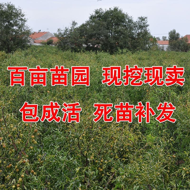 枣树苗活苗沾化冬枣特大盆栽地栽嫁接苗南方北方种植当年结果