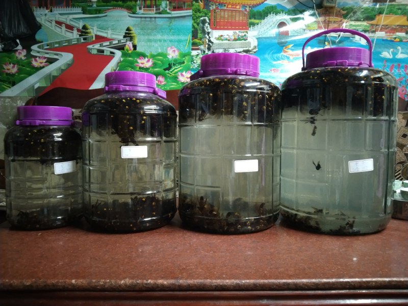 虎头蜂纯野生活蜂视频挑货