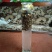虎头蜂纯野生活蜂视频挑货
