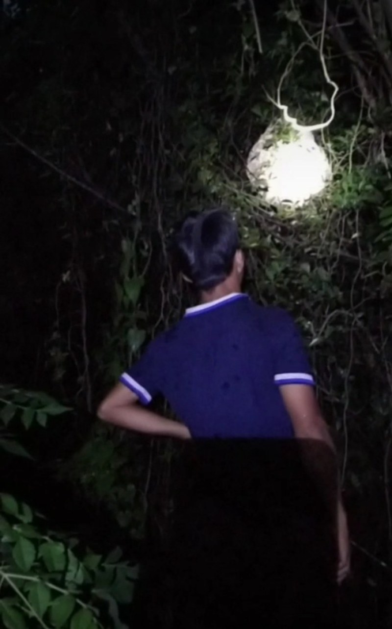 虎头蜂纯野生活蜂视频挑货