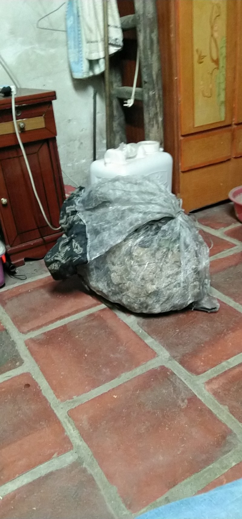 虎头蜂纯野生活蜂视频挑货