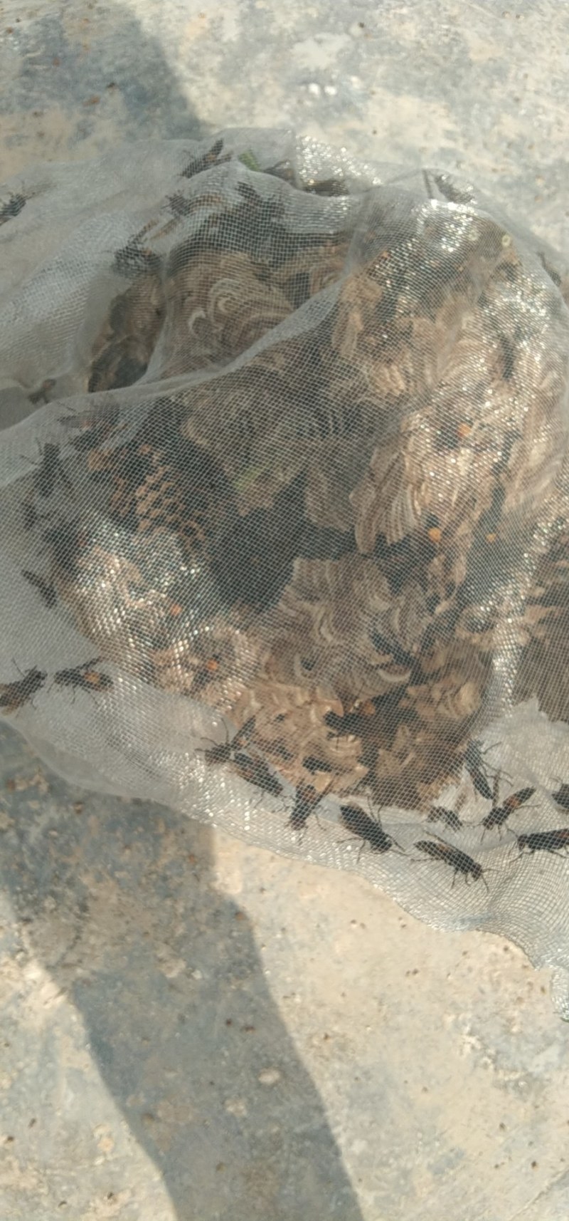 虎头蜂纯野生活蜂视频挑货