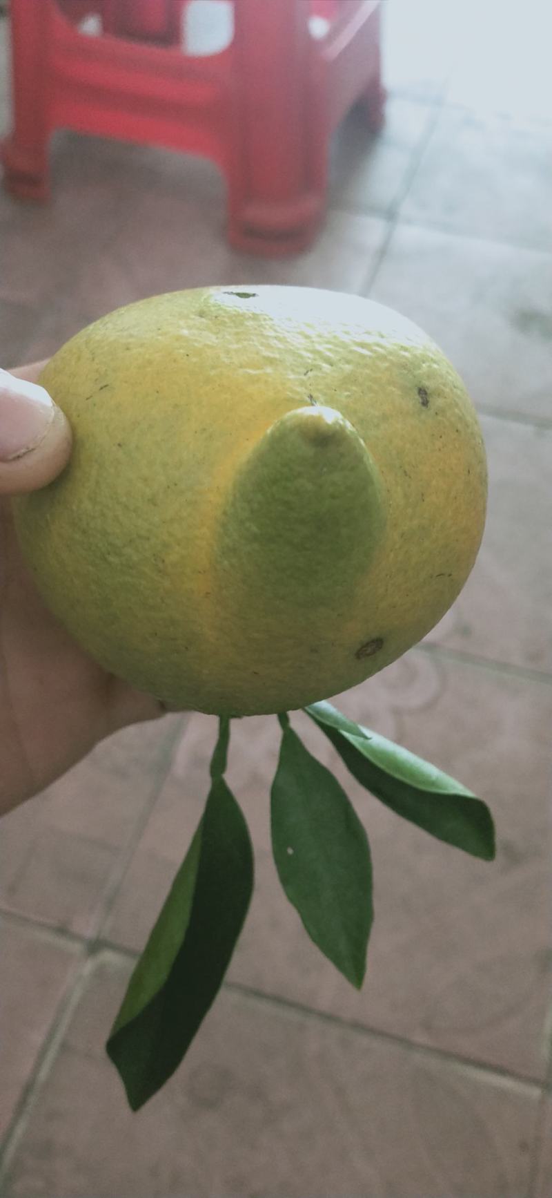 代销批发湖南湖北优质脐橙