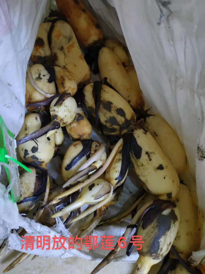 精品鄂莲6，鄂莲5号。农科院纯种赛珍珠鄂6号鄂5号鄂9号