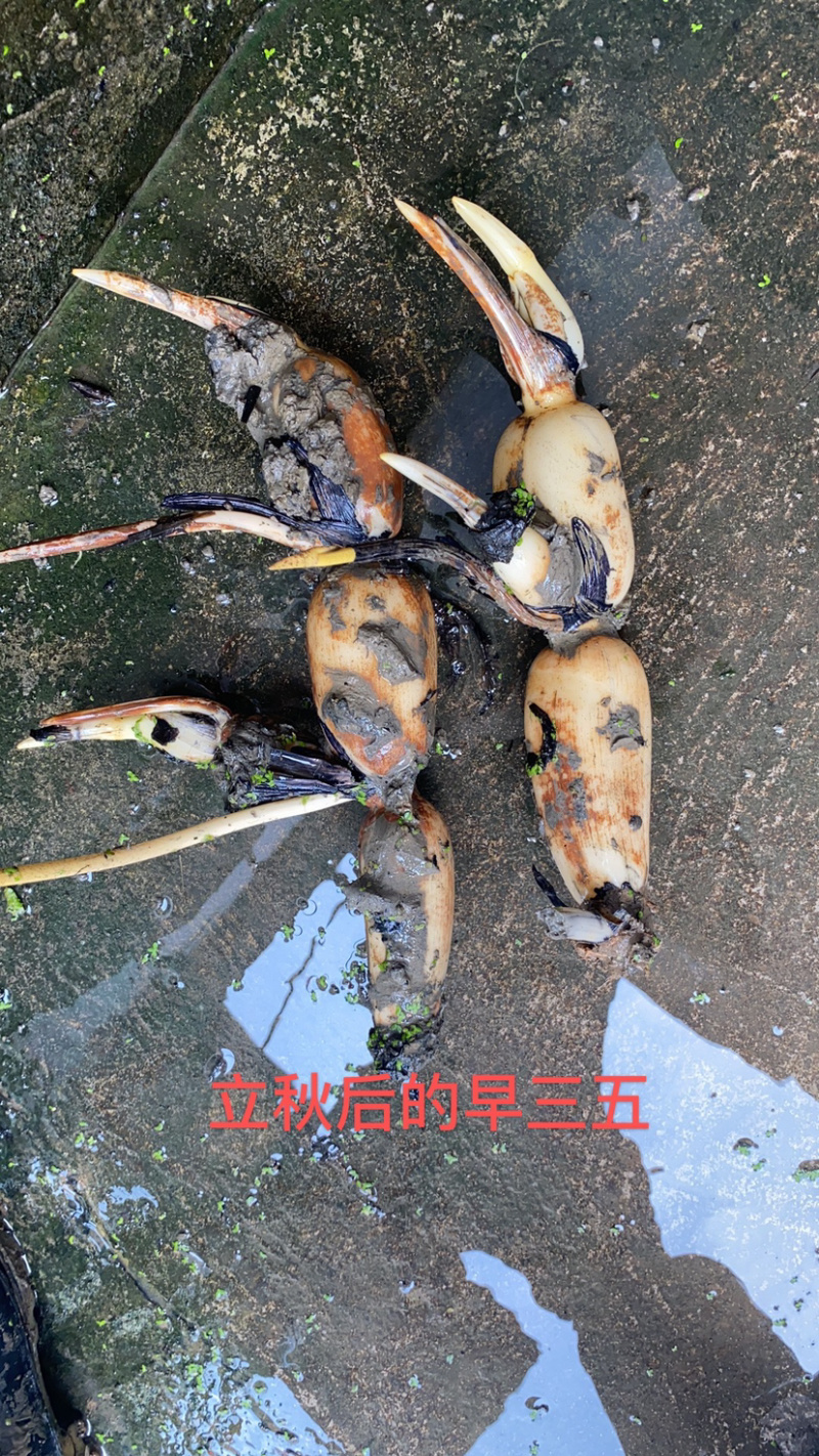精品鄂莲6，鄂莲5号。农科院纯种赛珍珠鄂6号鄂5号鄂9号