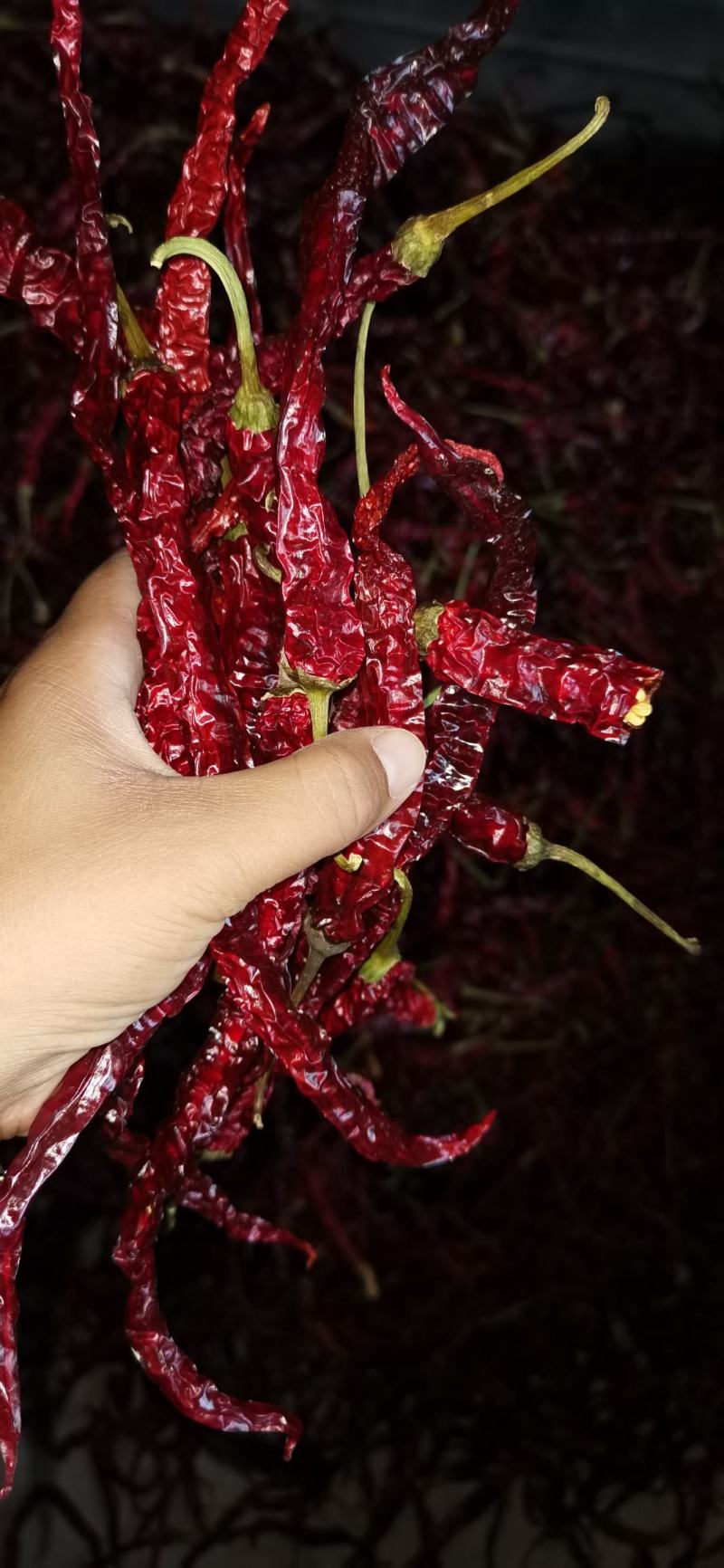 干辣椒，八号椒，遵辣九号