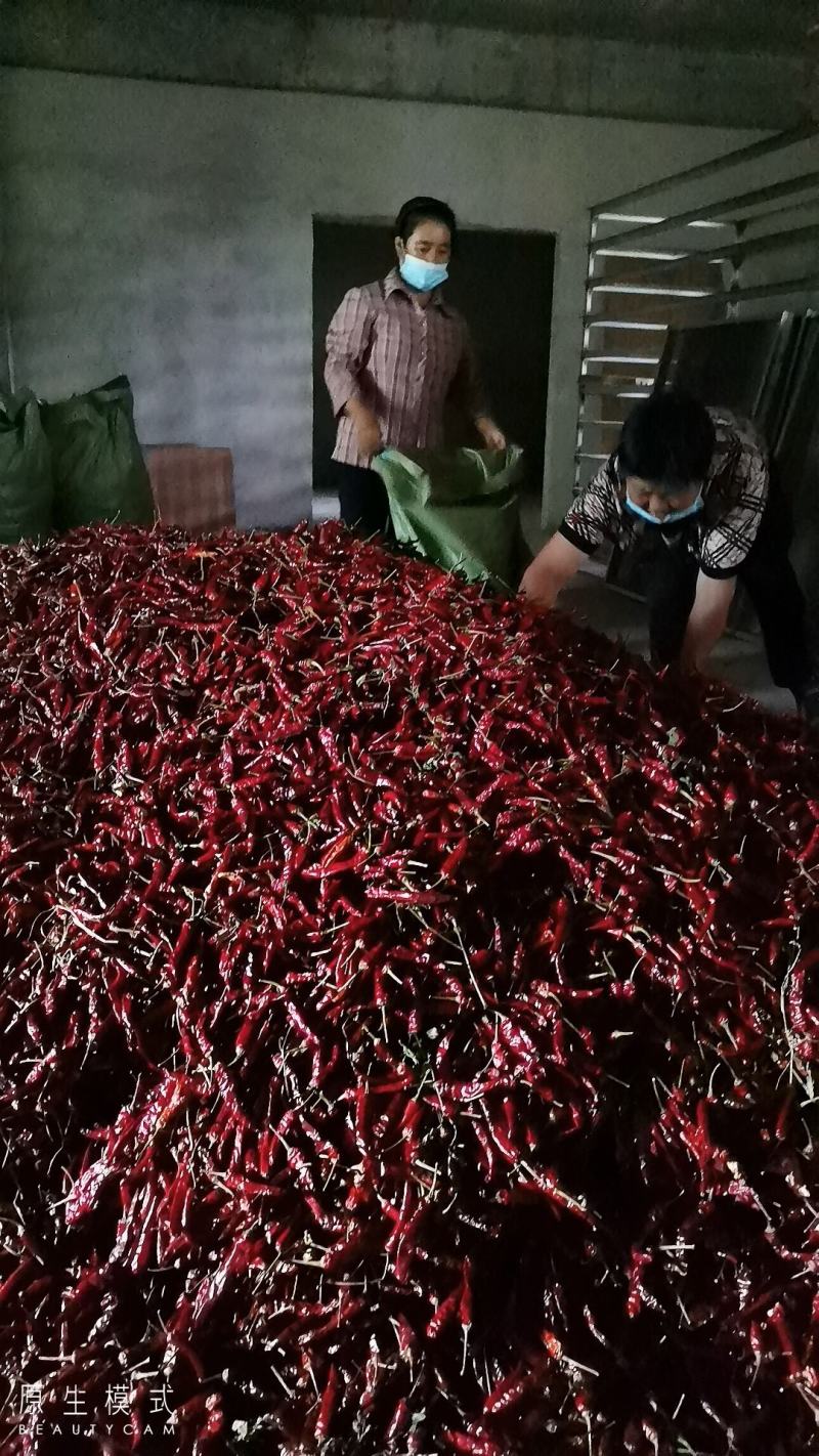 干辣椒，八号椒，遵辣九号