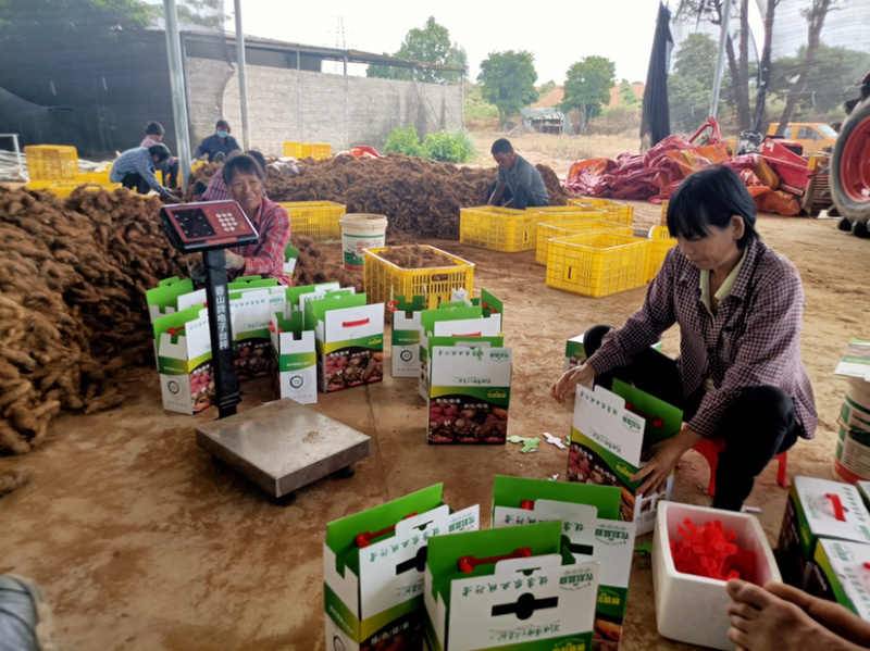 一件代发甜薯（毛薯）100亩原产地