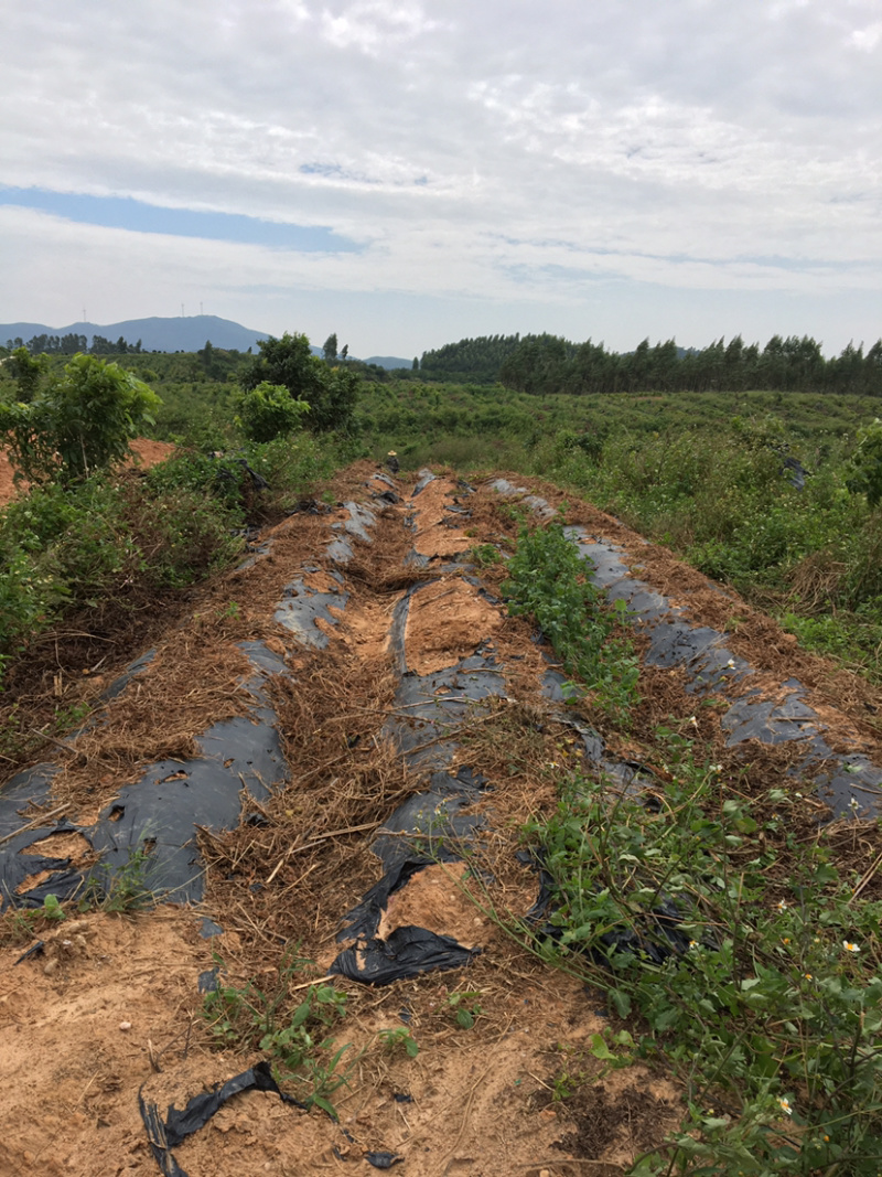 一件代发甜薯（毛薯）100亩原产地