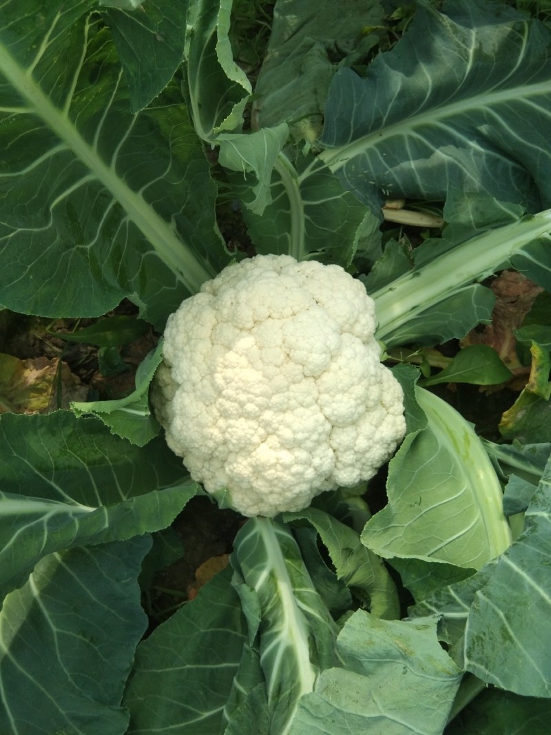 精品菜花，价格优惠，诚信合作！