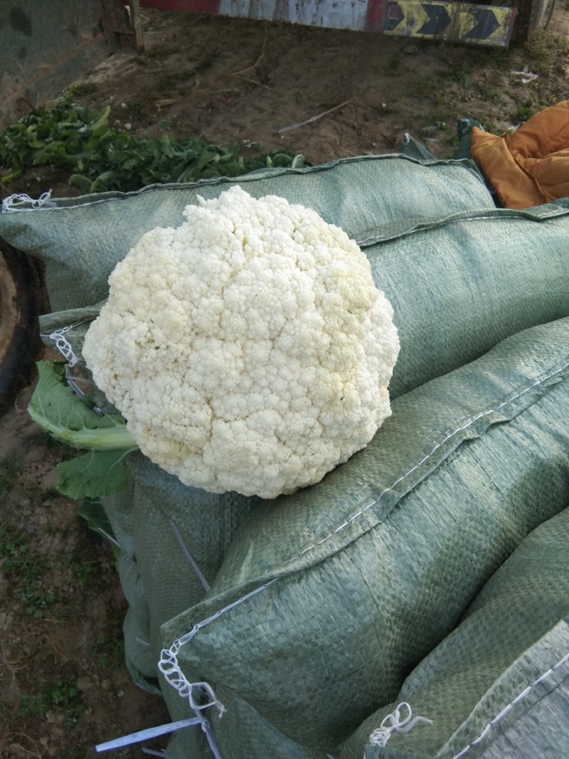 精品菜花，价格优惠，诚信合作！