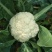 精品菜花，价格优惠，诚信合作！