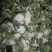 精品菜花，价格优惠，诚信合作！