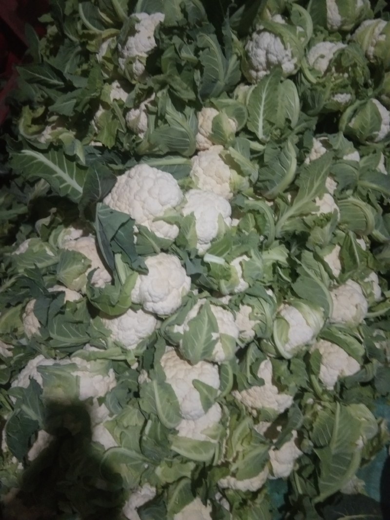 精品菜花，价格优惠，诚信合作！