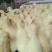 四川白鹅苗250g以下