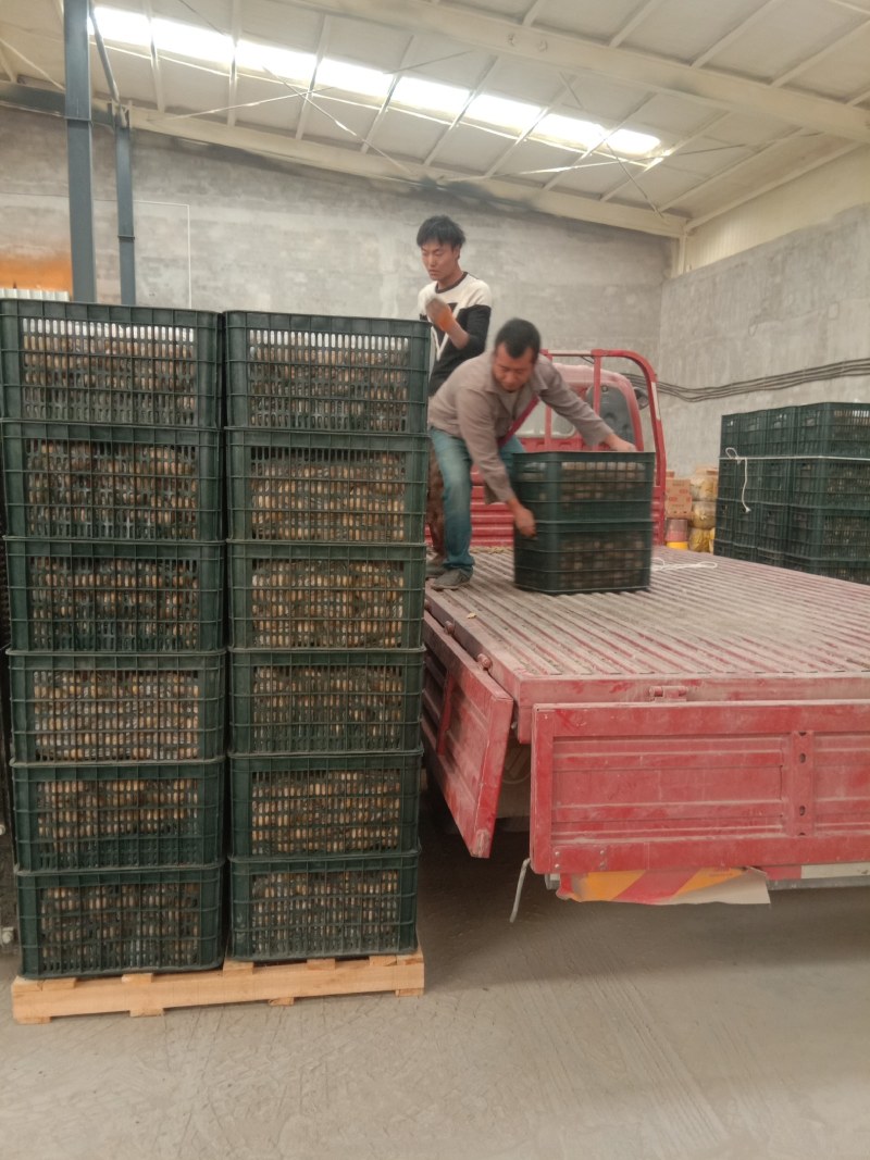 新疆阿克苏实验一号土豆大小都有全国接单耐运输提供包装视频看货