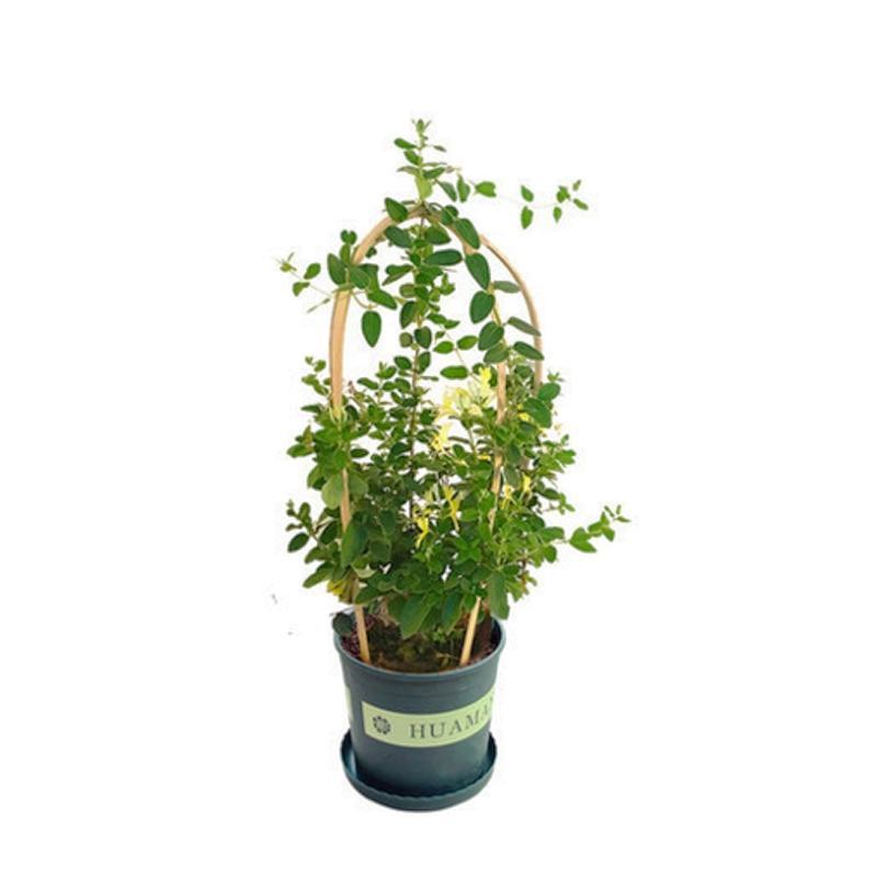 药用金银花苗盆栽阳台爬墙爬藤植物四季开花常青花卉老桩盆景