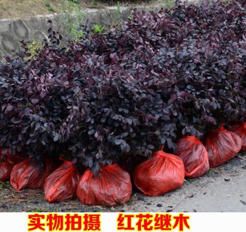 庭院绿化植物四季青花卉红花继木树苗高档观赏绿篱红花继木