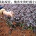 庭院绿化植物四季青花卉红花继木树苗高档观赏绿篱红花继木