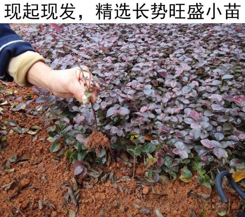 庭院绿化植物四季青花卉红花继木树苗高档观赏绿篱红花继木