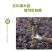 庭院绿化植物四季青花卉红花继木树苗高档观赏绿篱红花继木