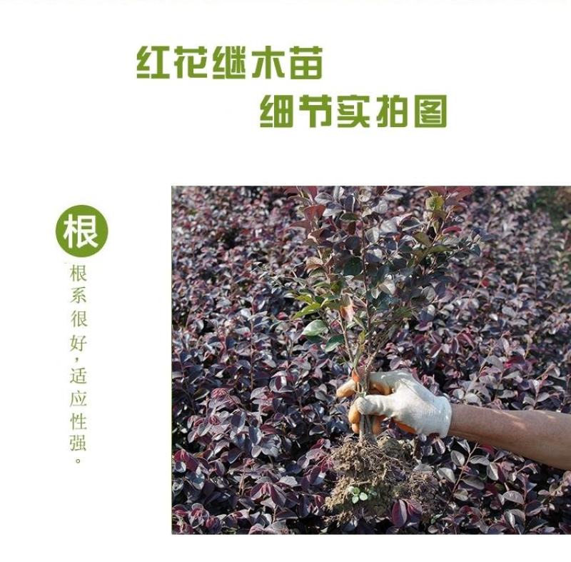 庭院绿化植物四季青花卉红花继木树苗高档观赏绿篱红花继木