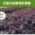 庭院绿化植物四季青花卉红花继木树苗高档观赏绿篱红花继木