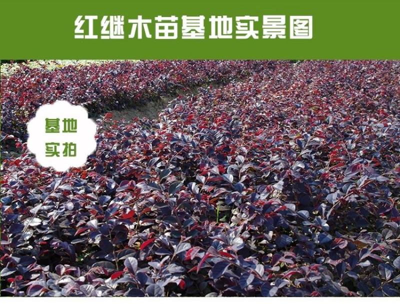 庭院绿化植物四季青花卉红花继木树苗高档观赏绿篱红花继木