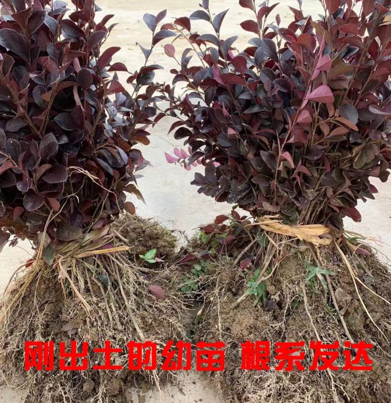 庭院绿化植物四季青花卉红花继木树苗高档观赏绿篱红花继木