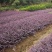 庭院绿化植物四季青花卉红花继木树苗高档观赏绿篱红花继木