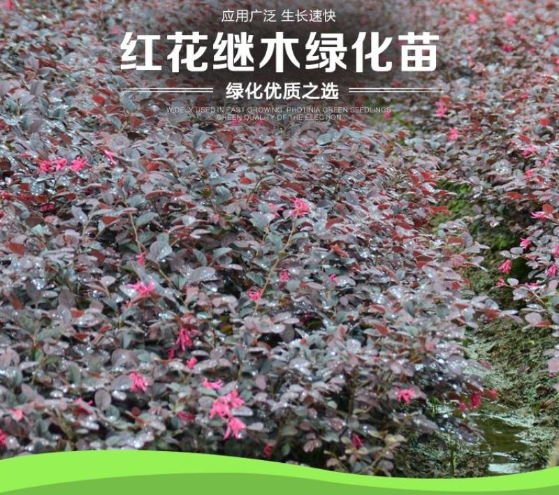 庭院绿化植物四季青花卉红花继木树苗高档观赏绿篱红花继木