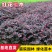 庭院绿化植物四季青花卉红花继木树苗高档观赏绿篱红花继木