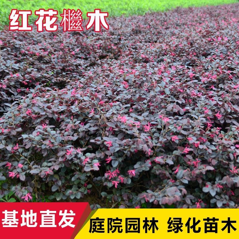 庭院绿化植物四季青花卉红花继木树苗高档观赏绿篱红花继木