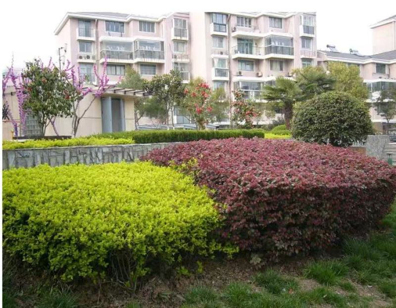 庭院绿化植物四季青花卉红花继木树苗高档观赏绿篱红花继木