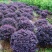 庭院绿化植物四季青花卉红花继木树苗高档观赏绿篱红花继木