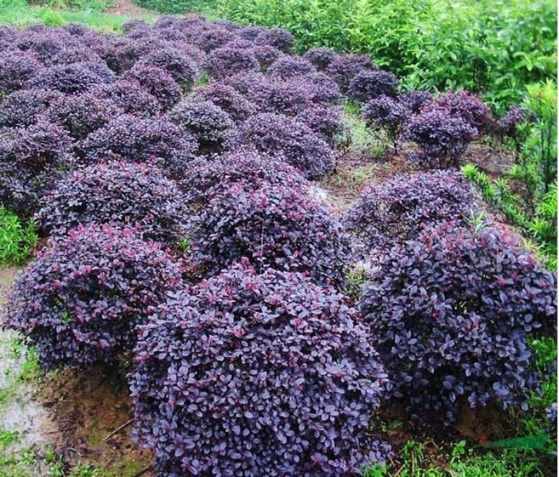 庭院绿化植物四季青花卉红花继木树苗高档观赏绿篱红花继木