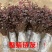 庭院绿化植物四季青花卉红花继木树苗高档观赏绿篱红花继木