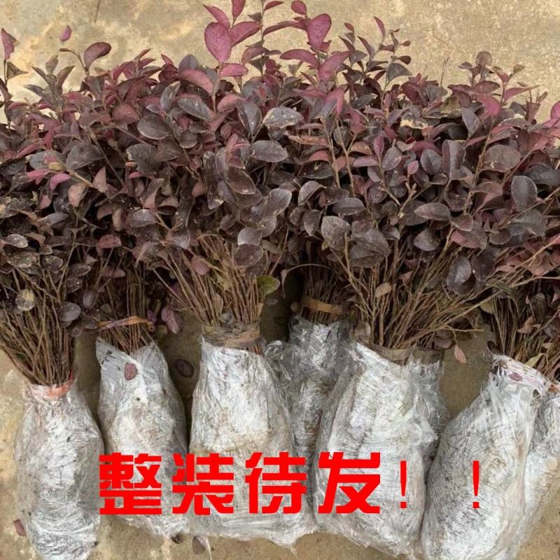 庭院绿化植物四季青花卉红花继木树苗高档观赏绿篱红花继木