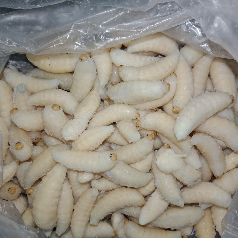 虎头蜂，老蜂，蜂蛹。质量你定，价钱我开