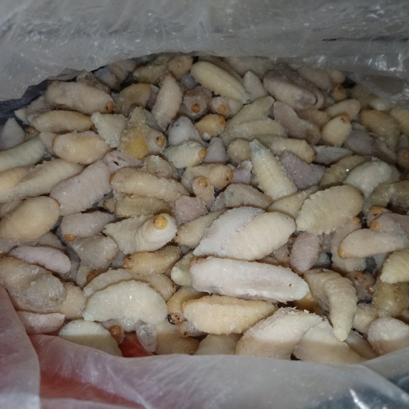 虎头蜂，老蜂，蜂蛹。质量你定，价钱我开
