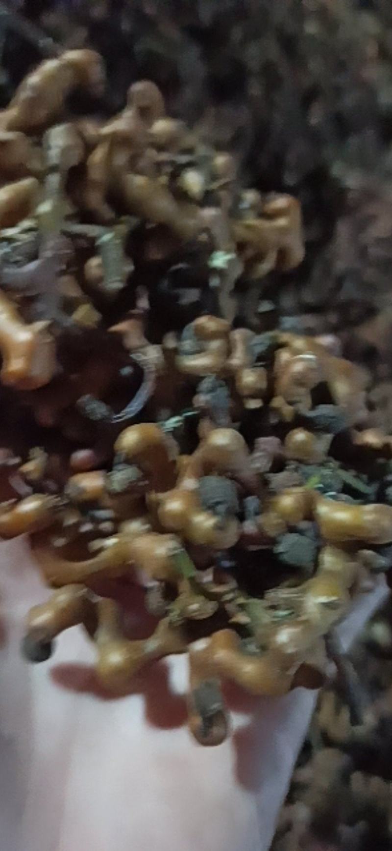 干拐枣，枳具，今年刚刚晒得，新鲜好吃回味无穷欢迎咨询